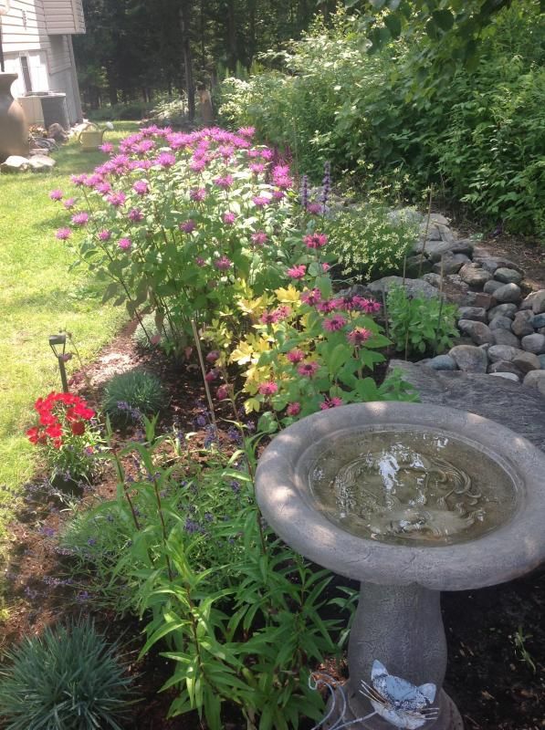 Garden with Monarda photo Monarda1.jpg